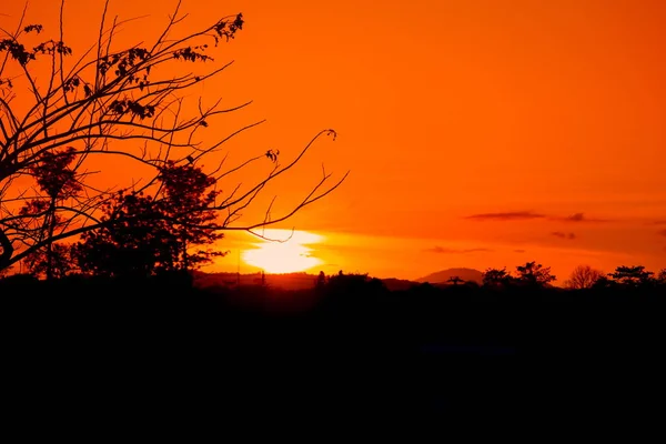 Σιλουέτα Δέντρο Και Υποκατάστημα Στο Ηλιοβασίλεμα Στον Ουρανό Όμορφη Εικόνα — Φωτογραφία Αρχείου