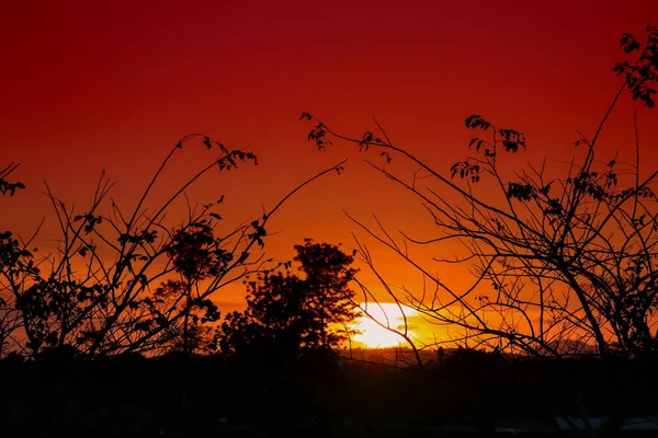ağaç ve dal siluet batımında gökyüzünde doğa güzel manzara resmi: kopya ile için alan eklemek metin.
