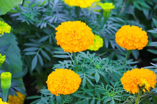 Kwiat Żółto Pomarańczowym Nagietka Kwitnące Piękne Ogrodzie Aksamitka Wzniesiona Meksykański — Zdjęcie stockowe