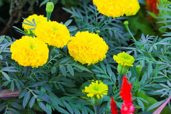 Caléndula Flor Amarilla Que Florece Hermosa Jardín Tagetes Erecta Caléndula — Foto de Stock