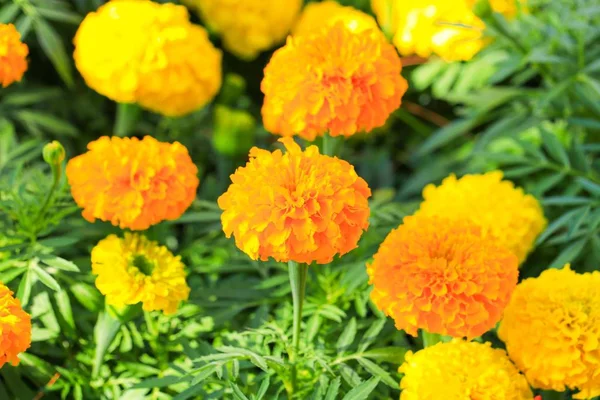 Kadife çiçeği sarı-turuncu çiçek çiçek güzel bahçe (Tagetes erecta, Meksika kadife çiçeği, Aztek kadife çiçeği, Afrika kadife çiçeği)