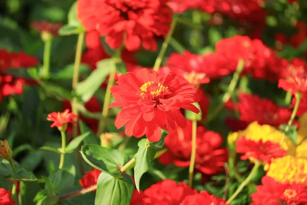 Flor Zinnia Roja Hermosa Jardín — Foto de Stock