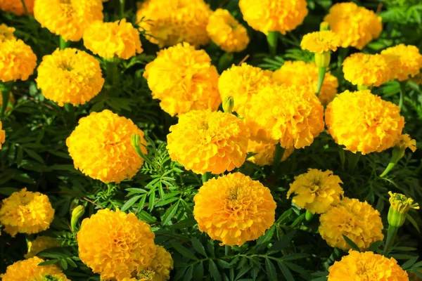 Kadife çiçeği sarı-turuncu çiçek çiçek güzel bahçe (Tagetes erecta, Meksika kadife çiçeği, Aztek kadife çiçeği, Afrika kadife çiçeği)