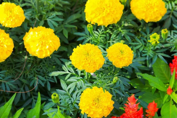 Kadife çiçeği sarı çiçek çiçek güzel bahçe (Tagetes erecta, Meksika kadife çiçeği, Aztek kadife çiçeği, Afrika kadife çiçeği)
