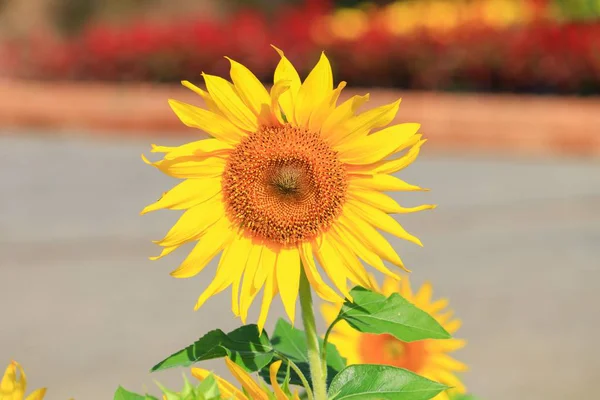 Solrosor Gula Blommande Nära Håll Trädgården Blomma Vacker — Stockfoto