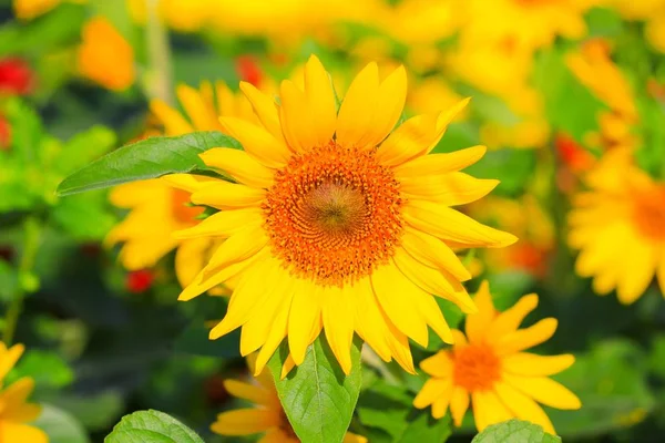 Solrosor Gula Blommande Nära Håll Trädgården Blomma Vacker — Stockfoto