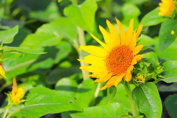 Bahçe Çiçek güzel çiçek açan ayçiçeği sarı