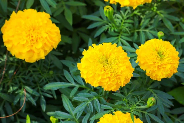 Kadife çiçeği sarı çiçek çiçek güzel bahçe (Tagetes erecta, Meksika kadife çiçeği, Aztek kadife çiçeği, Afrika kadife çiçeği)