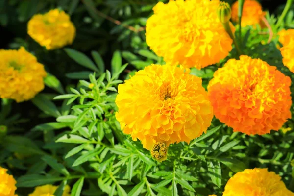 Caléndula Flor Color Amarillo Naranja Que Florece Hermosa Jardín Seleccione —  Fotos de Stock