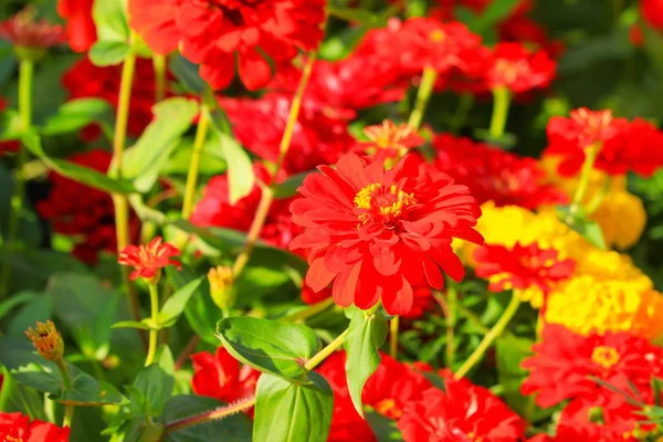 Kırmızı zinnia çiçeği güzel bahçede