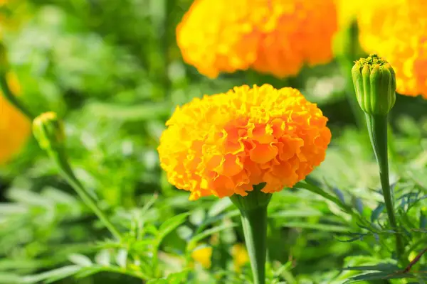 Caléndula Flor Color Amarillo Naranja Que Florece Hermosa Jardín Tagetes — Foto de Stock