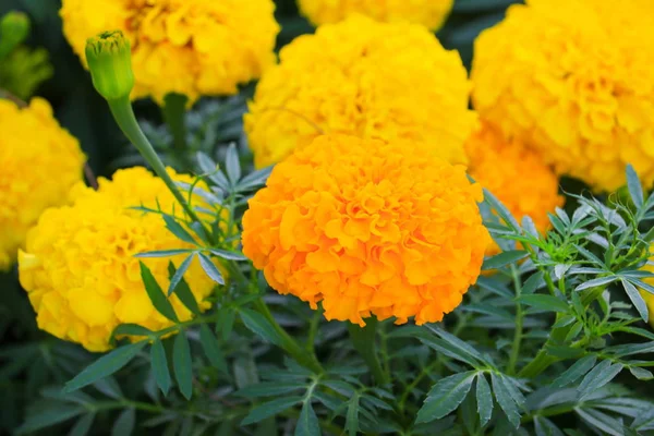 Kadife çiçeği sarı-turuncu çiçek çiçek güzel bahçe: seçin odak alan sığ derinliği ile. (Tagetes erecta, Meksika kadife çiçeği, Aztek kadife çiçeği, Afrika kadife çiçeği)