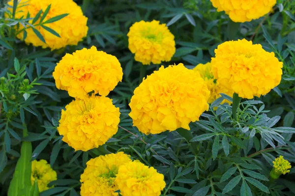 Caléndula Flor Color Amarillo Naranja Que Florece Hermosa Jardín Seleccione —  Fotos de Stock