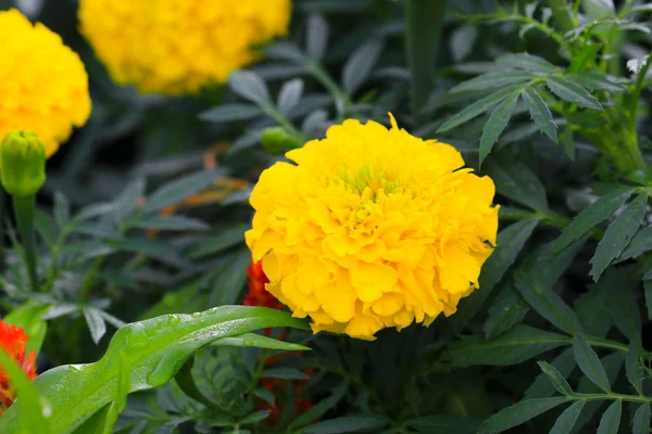 Kadife çiçeği sarı-turuncu çiçek çiçek güzel bahçe: seçin odak alan sığ derinliği ile. (Tagetes erecta, Meksika kadife çiçeği, Aztek kadife çiçeği, Afrika kadife çiçeği)