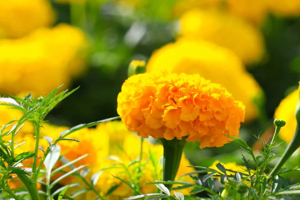 Flor Amarelo Alaranjada Calêndula Que Floresce Bonita Jardim Selecione Foco — Fotografia de Stock