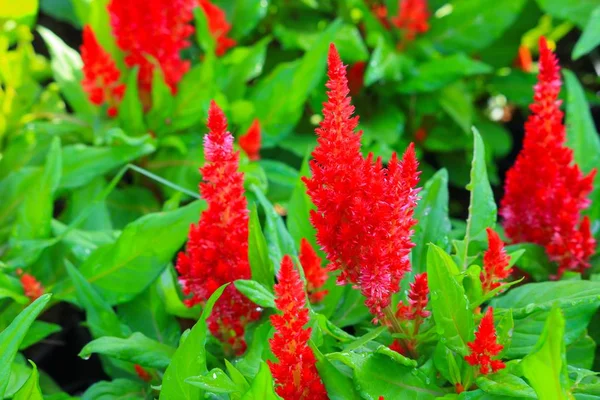 Vermelho Plumed Cockscomb Flor Celosia Argentea Bonito Jardim — Fotografia de Stock