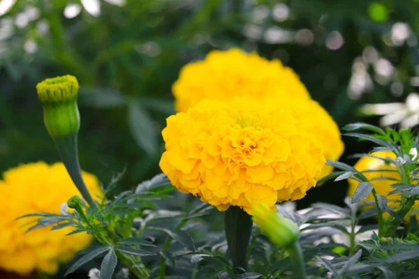 Kadife çiçeği sarı-turuncu çiçek çiçek güzel bahçe: seçin odak alan sığ derinliği ile. (Tagetes erecta, Meksika kadife çiçeği, Aztek kadife çiçeği, Afrika kadife çiçeği)