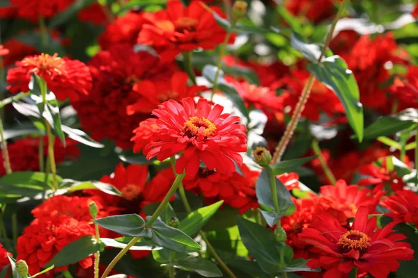 Kırmızı zinnia çiçeği güzel bahçede: seçin odak alan sığ derinliği ile.