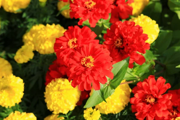 Flor Zinnia Roja Hermosa Jardín Seleccione Enfoque Con Poca Profundidad — Foto de Stock
