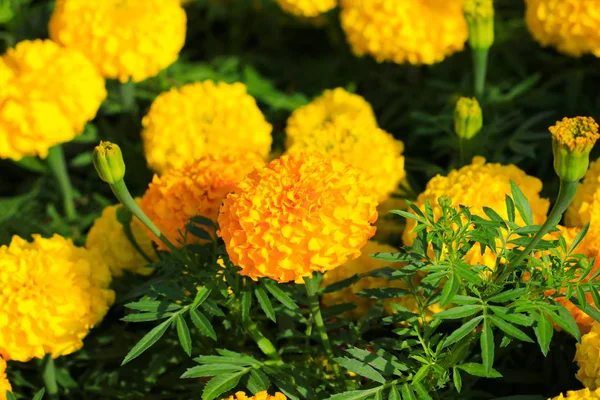 Nagietek Żółto Pomarańczowy Kwiat Kwitnący Piękny Ogród Wybierz Fokus Płytkiej — Zdjęcie stockowe