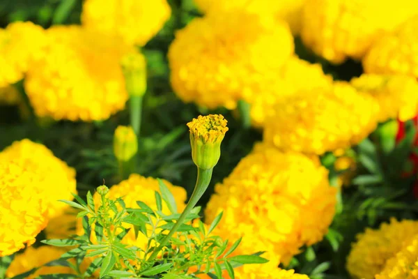 Caléndula Flor Color Amarillo Naranja Que Florece Hermosa Jardín Seleccione — Foto de Stock