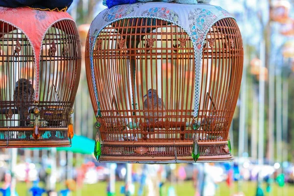 Kafesli Zebra kumru (Geopelia striata) yarışma geleneği kuş Güney Tayland kadar kapatın