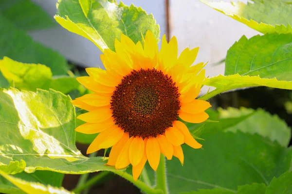 Solrosor Gula Blommande Nära Håll Trädgården Blomma Vacker — Stockfoto