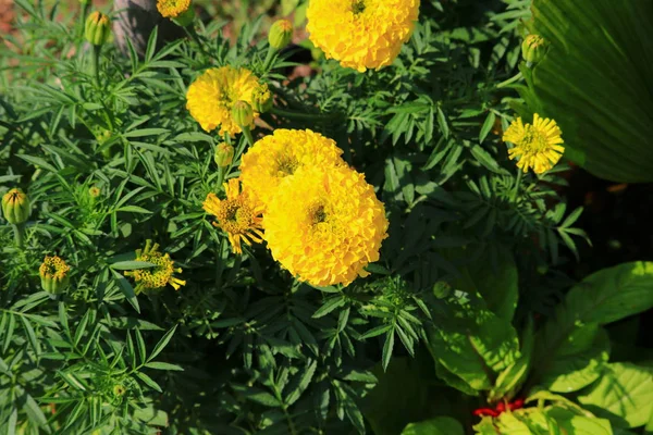 Caléndula Flor Color Amarillo Naranja Que Florece Hermosa Jardín Seleccione — Foto de Stock