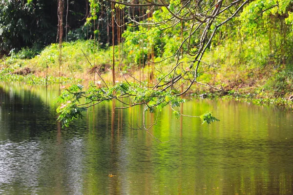 Şube ve nehir ile ağacının yaprak güzel orman tropic yansıtacak