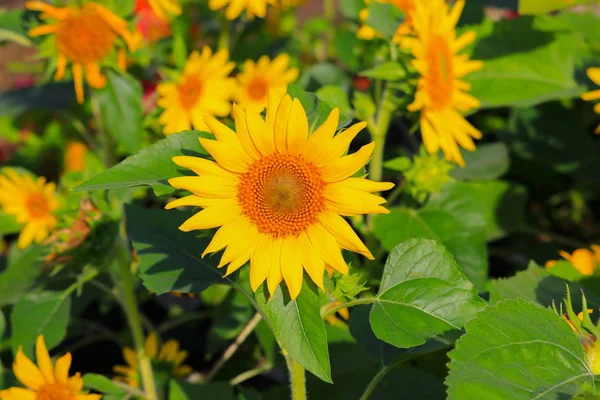 Solrosor Gul Blommar Trädgården Blomma Vacker — Stockfoto