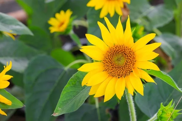 Bahçe Çiçek güzel çiçek açan ayçiçeği sarı