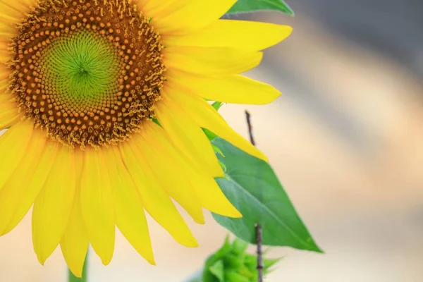 Solrosor Gula Blommande Nära Håll Trädgården Blomma Vacker — Stockfoto