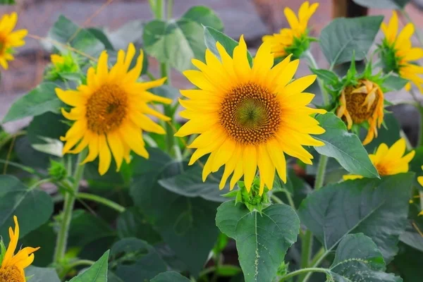 Sunflowers Yellow Blooming Garden Flower Beautiful — Stock Photo, Image