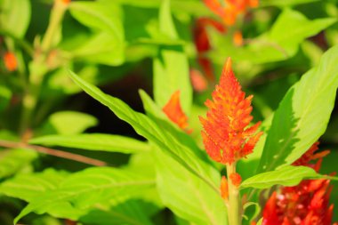 Turuncu tüylü cockscomb çiçek veya Celosia argentea güzel bahçede