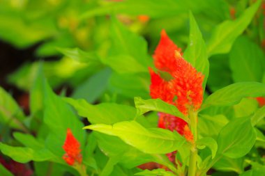 Turuncu tüylü cockscomb çiçek veya Celosia argentea güzel bahçede