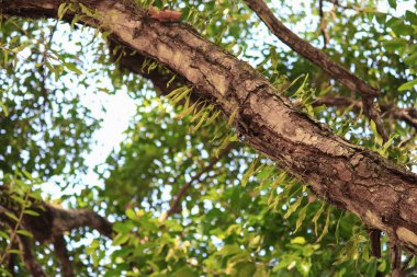 dal ve yaprak beyaz arka plan, alt görünümü üzerinde orman içinde güzel ağaç