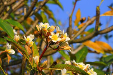 Plumeria beyaz çiçek ve polen ağacı (ortak adı pocynaceae, Frangipani, Pagoda ağaç, tapınak ağaç üzerinde güzel sarı )