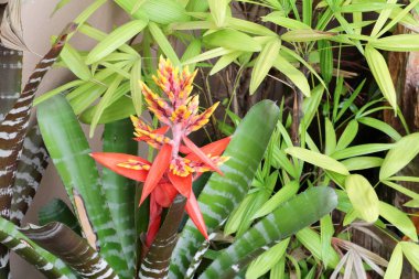 bromeliad çiçek bahçesinde kırmızı güzel doğal
