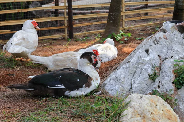 Kachna Bílé Černé Peří Venkovské Farmě — Stock fotografie