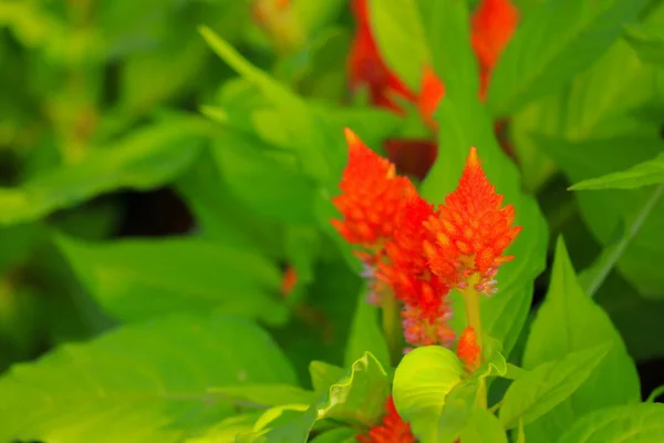 Turuncu Tüylü Cockscomb Çiçek Veya Celosia Argentea Güzel Bahçede — Stok fotoğraf