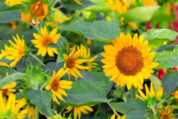 Sunflowers Yellow Blooming Garden Flower Beautiful — Stock Photo, Image