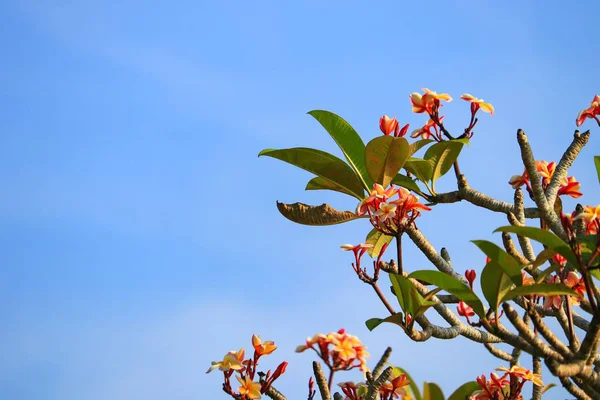 Plumeria Flower Yellow Desert Rose Beautiful Tree Sky Background Common — Stock Photo, Image