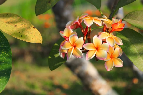 Plumeria Flor Amarelo Deserto Rosa Bonita Árvore Nome Comum Apocynaceae — Fotografia de Stock