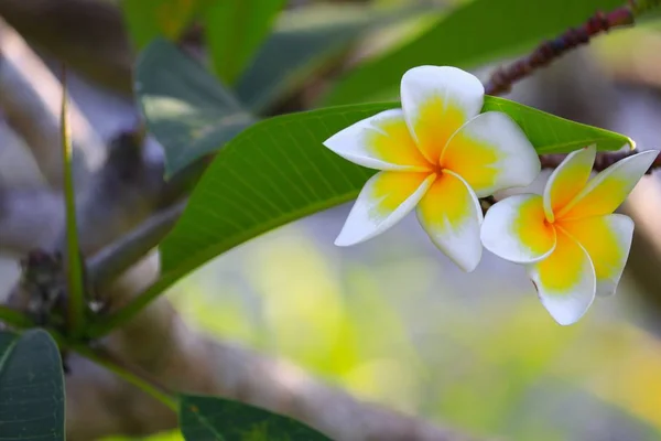 Plumeria Flor Branca Pólen Amarelo Bonito Árvore Nome Comum Pocynaceae — Fotografia de Stock