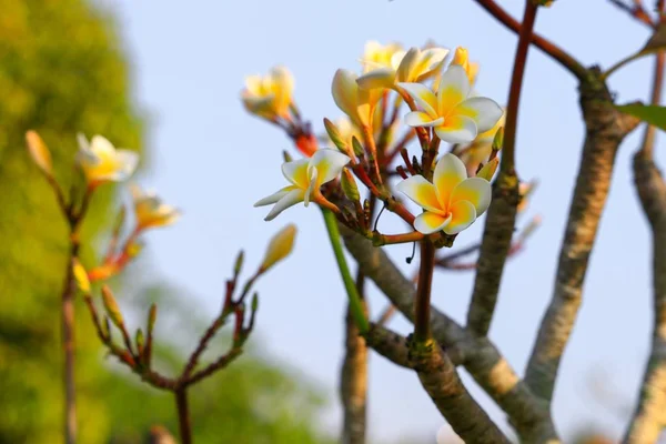 Plumeria Цветок Белый Пыльца Желтый Красивый Дереве Общее Название Pocynaceae — стоковое фото