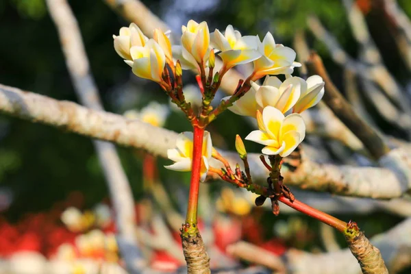 Biały Kwiat Plumeria Pyłek Żółty Piękne Drzewo Wspólne Nazwy Pocynaceae — Zdjęcie stockowe