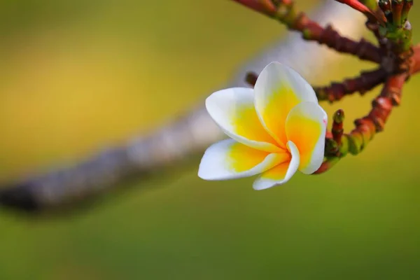 Plumeria Цветок Белый Пыльца Желтый Красивый Дереве Общее Название Pocynaceae — стоковое фото