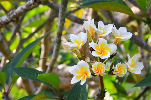 鸡蛋花白色和花粉黄色美丽在树上 共同的名字 Pocynaceae 花鸡蛋 宝塔树 寺庙树 — 图库照片