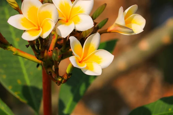 プルメリア花白と花粉 共通名 Pocynaceae プルメリア 塔の木 寺の木に美しい黄色 — ストック写真
