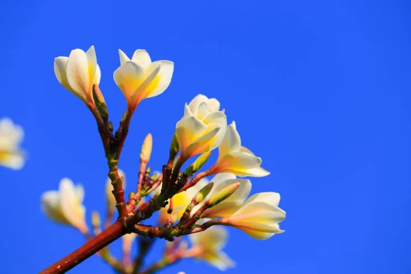 Plumeria Цветок Белый Пыльца Желтый Красивый Фоне Неба Дерева Общее — стоковое фото
